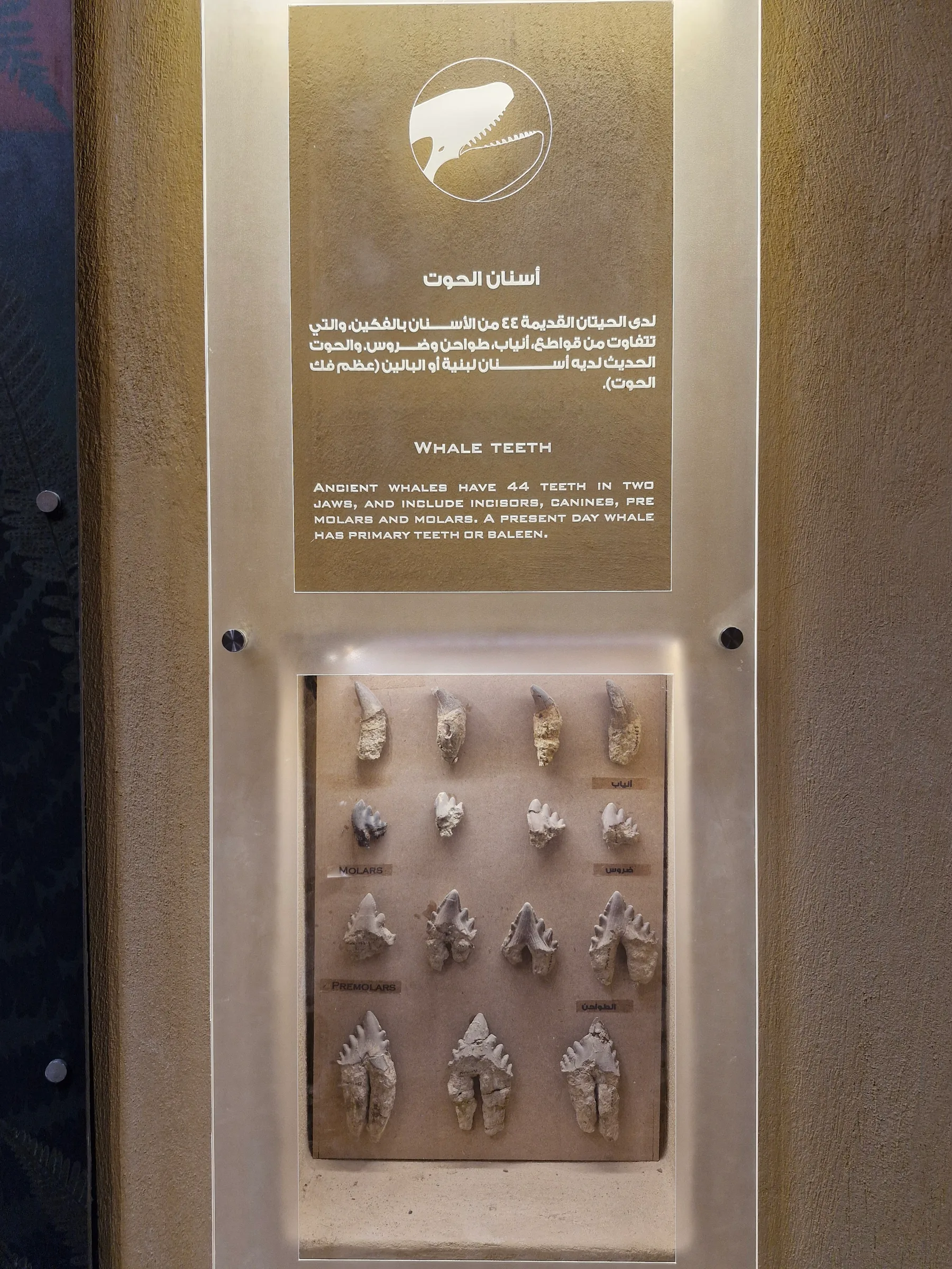 A collection of diverse fossilized whale teeth, accompanied by an informational panel explaining ancient whale dentition.