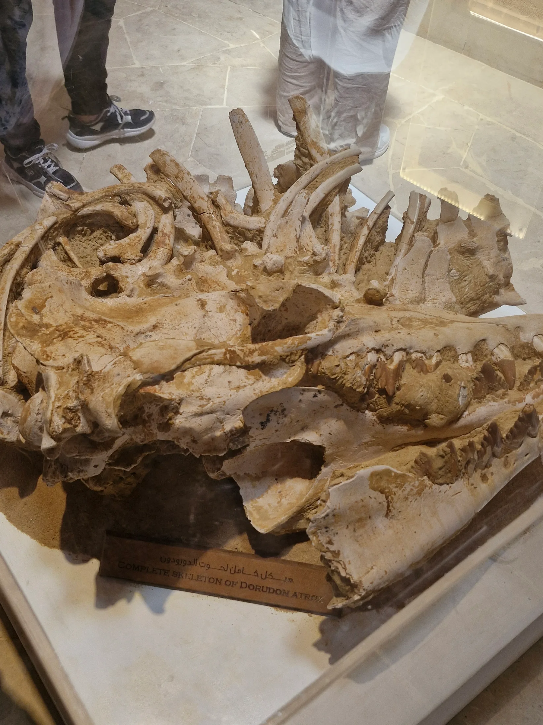 A large, jumbled collection of fossilized bones, identified as the complete skeleton of Dorudon atrox, in a glass case.