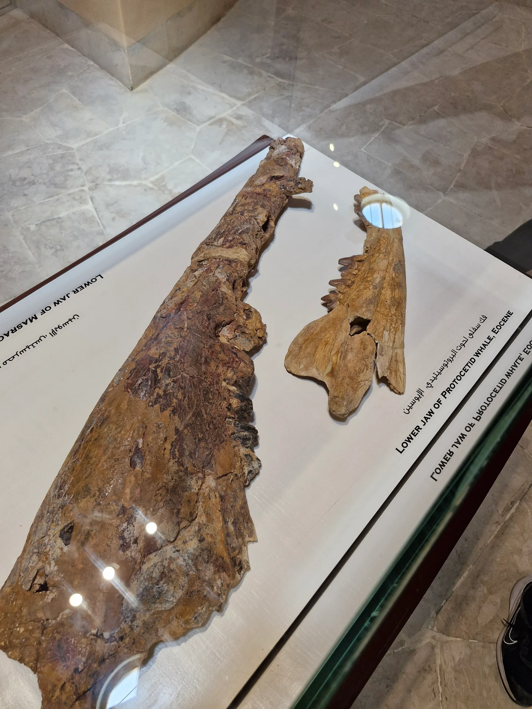 Two large, fossilized lower jaw fragments from a Protocetid whale, showing ancient teeth patterns.