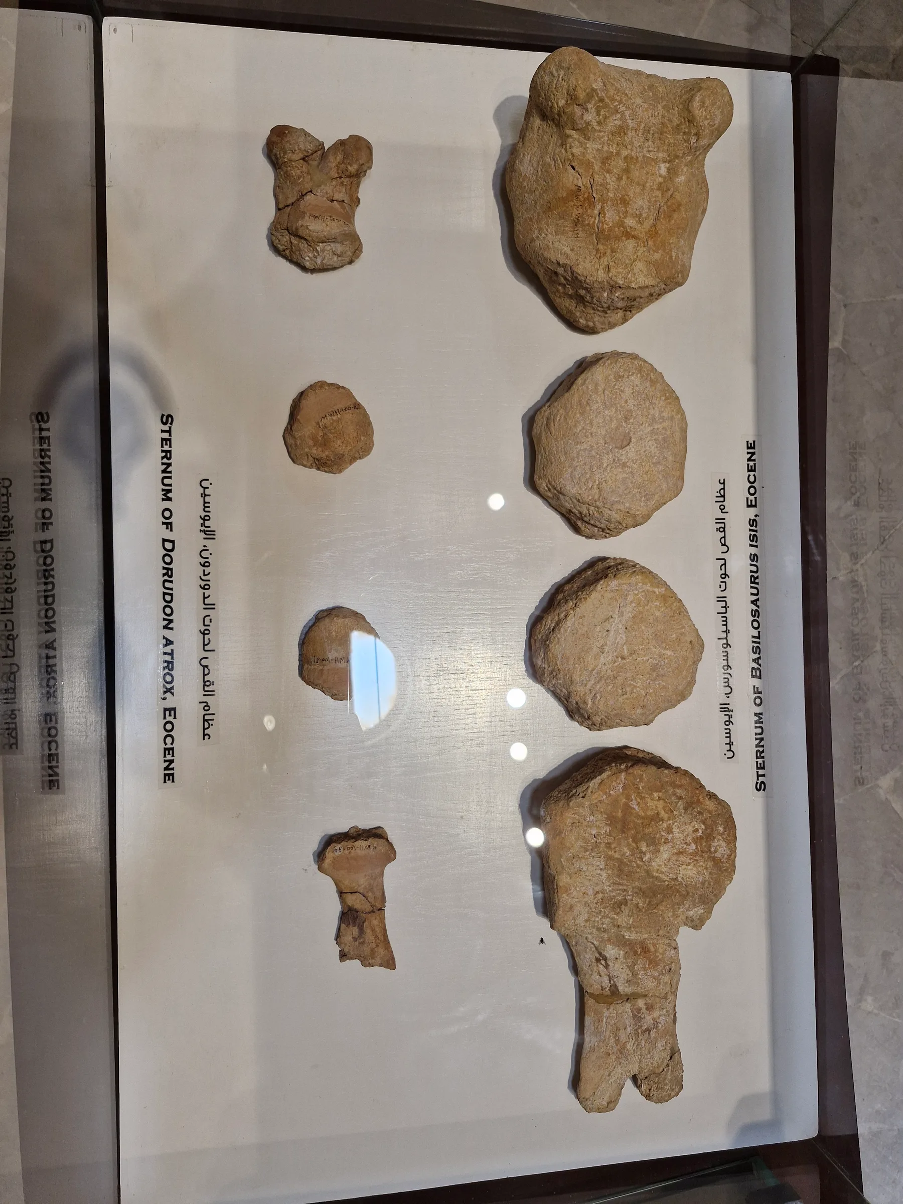 A comparative display of fossilized sternum bones from Dorudon atrox and Basilosaurus isis, showing size differences.