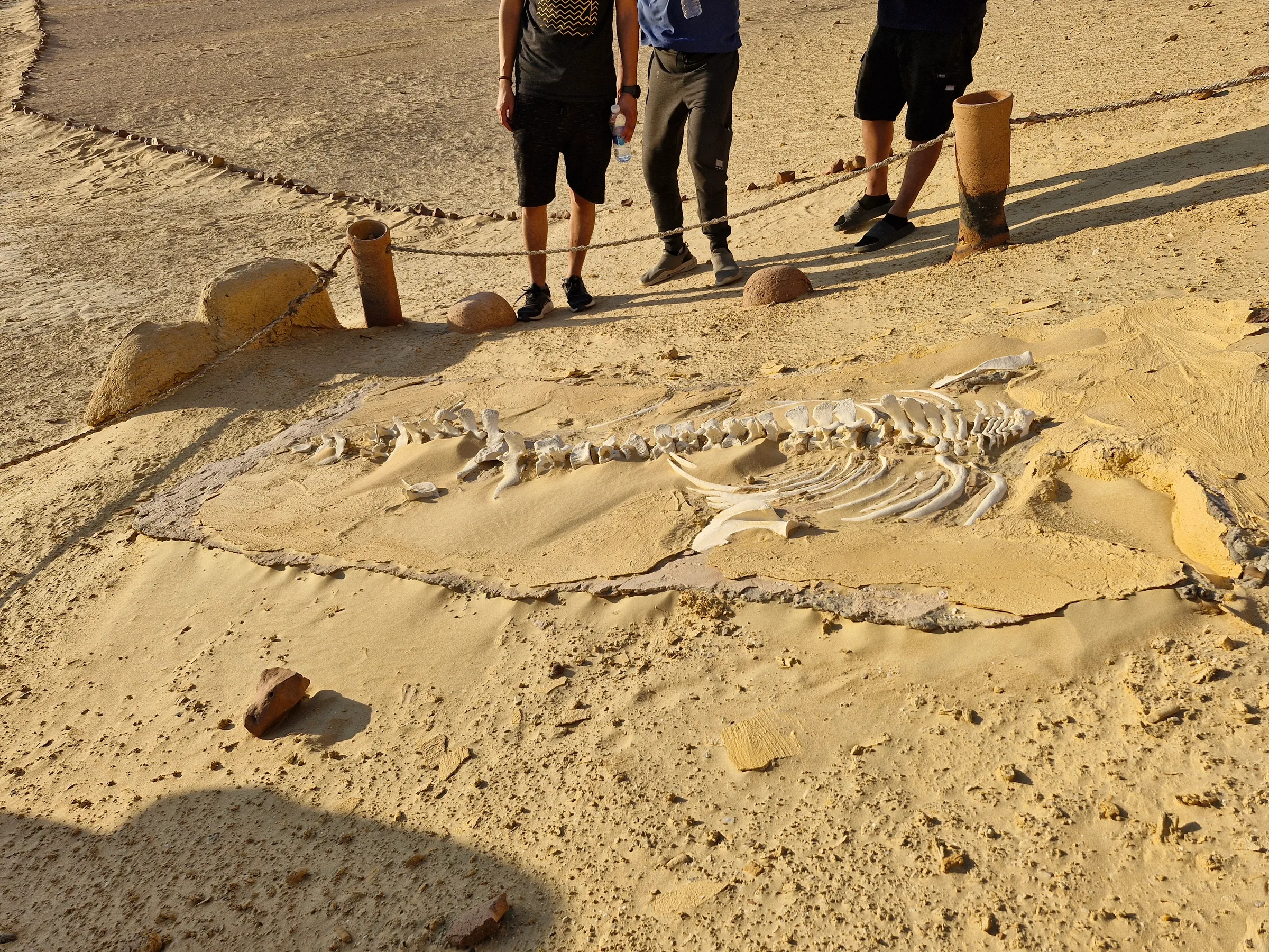 Close-up of a long, fossilized whale skeleton partially excavated from the sand, with three people standing nearby.