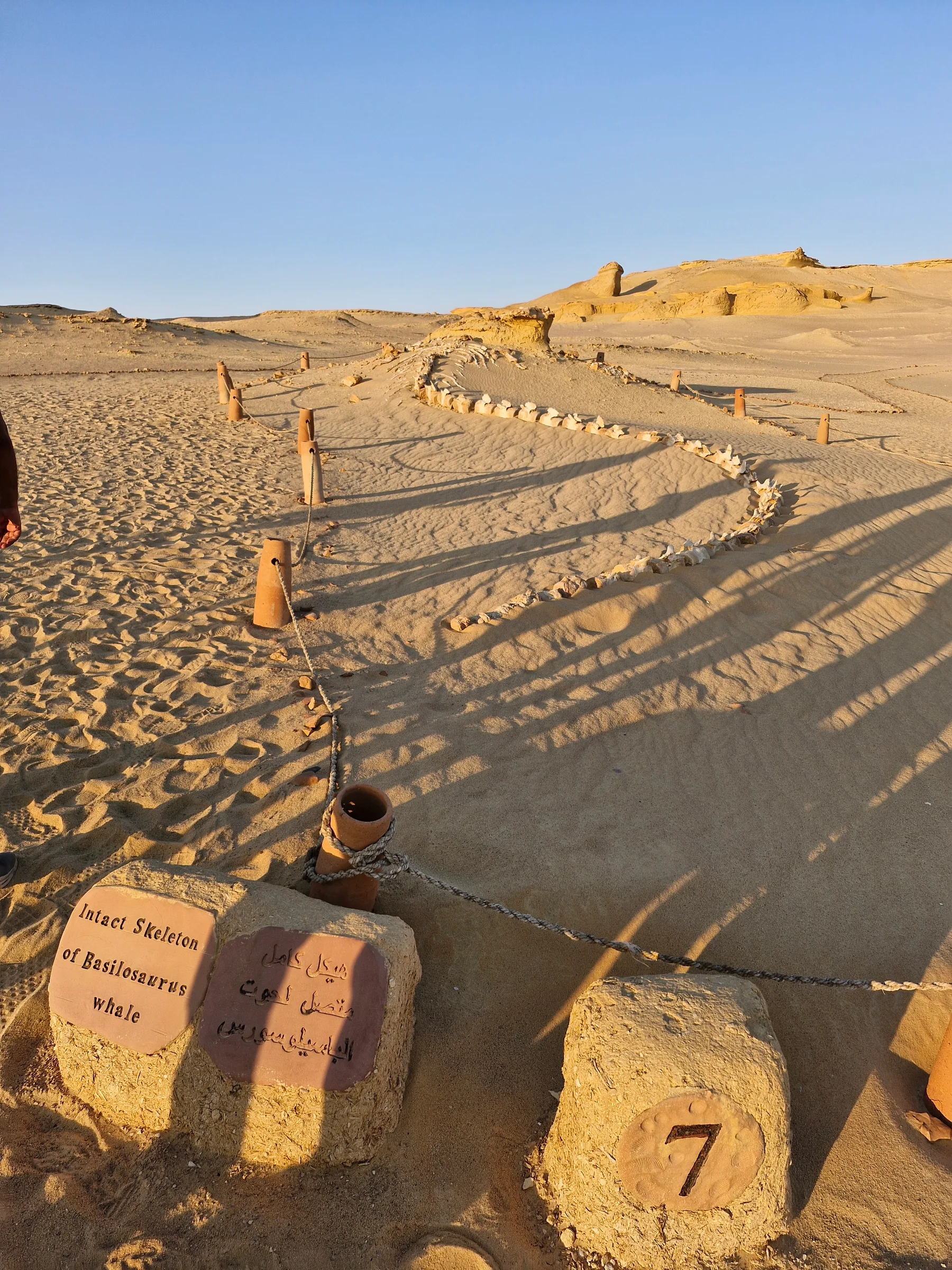 A long, winding trail of fossilized whale vertebrae on a sandy desert floor, with a sign identifying it as Basilosaurus.