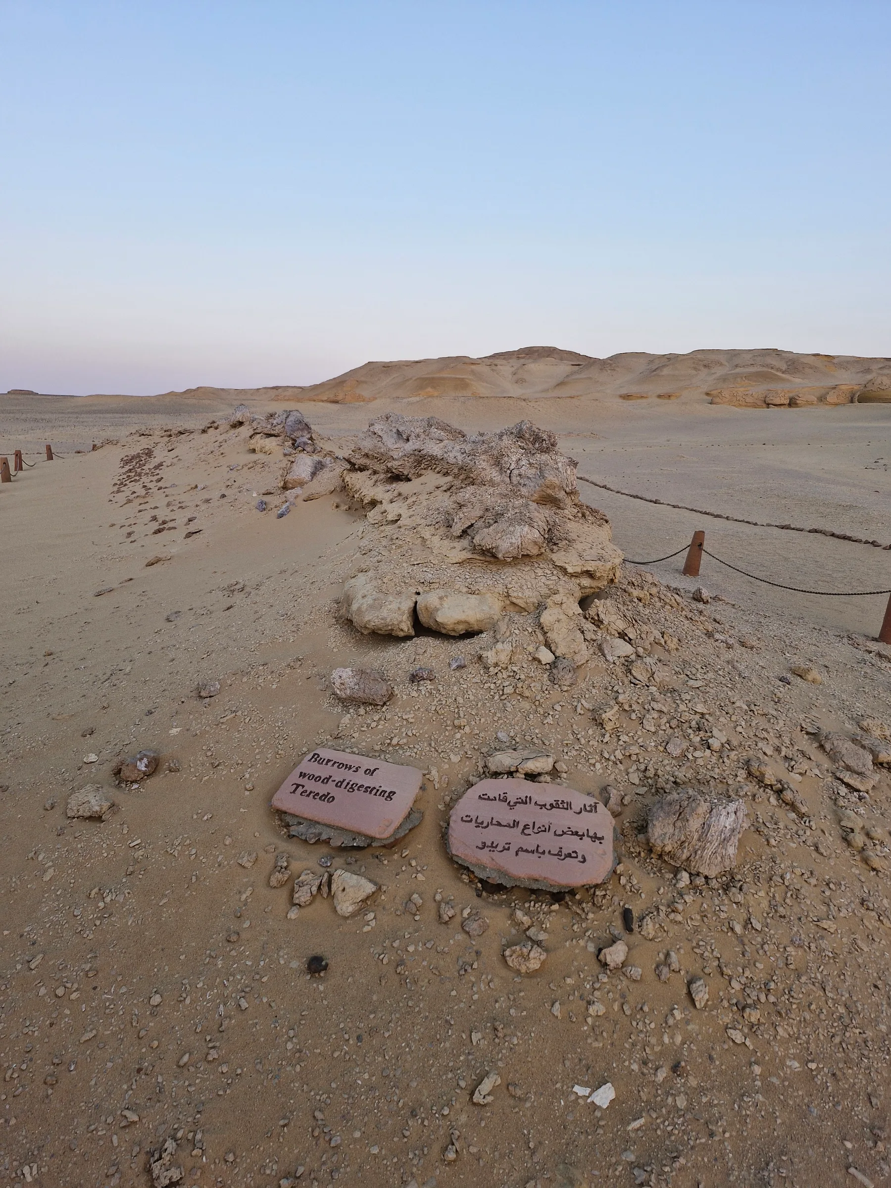 Fossilized burrows of wood-digesting Teredo (shipworms) in a sandy desert, with an informational sign.